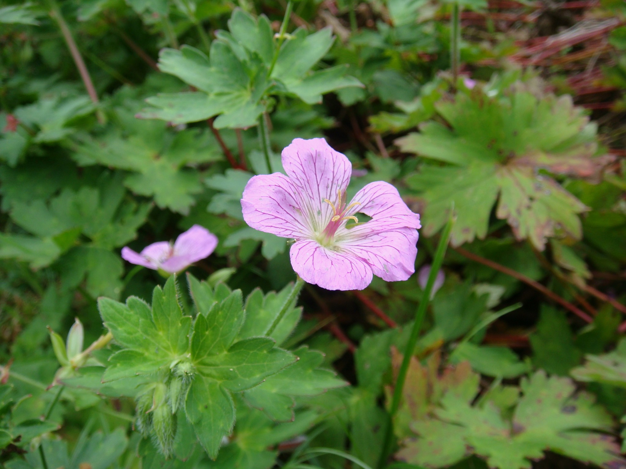 Geranium shikokianum Matsumura
